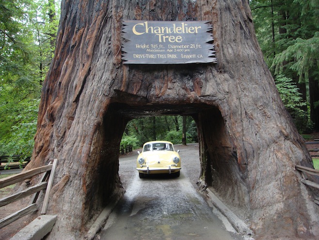 Click image for larger version

Name:	USDriveThruTree1.jpg
Views:	188
Size:	159.1 KB
ID:	29062