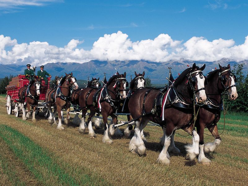 Click image for larger version

Name:	budweiser-clydesdales-b0a118c80c688b67.jpg
Views:	46
Size:	128.7 KB
ID:	53707