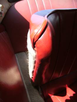 Click image for larger version

Name:	resizebackseat10.jpg
Views:	188
Size:	16.3 KB
ID:	14842