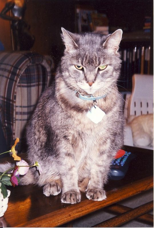 Click image for larger version

Name:	7.Gypsy-SittingOnTable.jpg
Views:	58
Size:	78.8 KB
ID:	41209