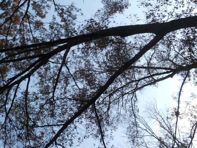 Click image for larger version

Name:	DSCN0013.JPG
Views:	84
Size:	172.4 KB
ID:	29985