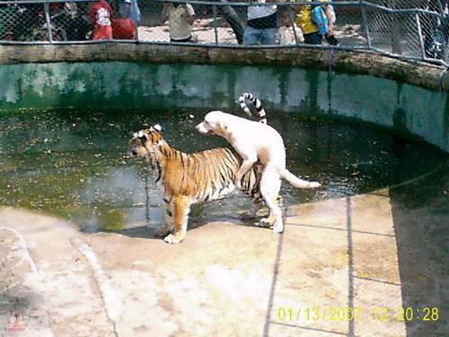 Click image for larger version

Name:	dog.jpg
Views:	76
Size:	39.8 KB
ID:	74668